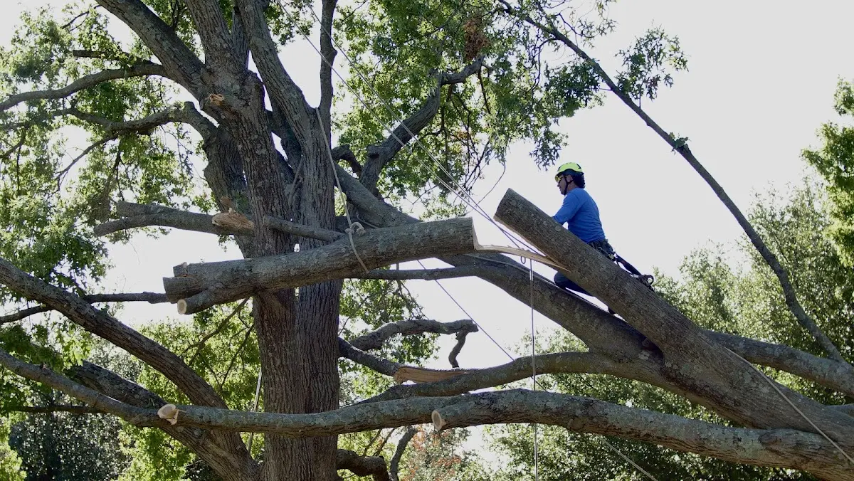 Professional Hazardous Tree Removal performed by certified arborists in Aylett