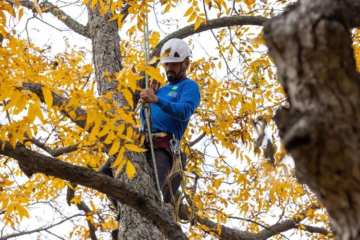 Skilled Tree Trimming crew working in Aylett